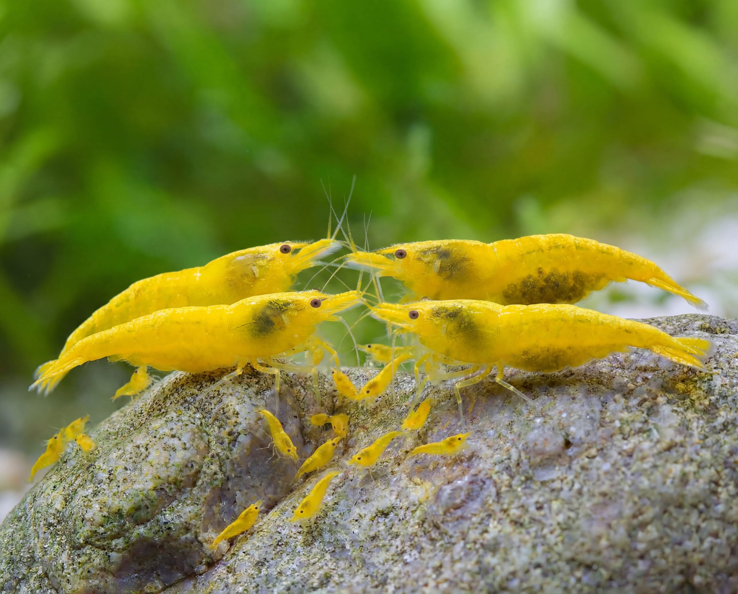 Neocaridina davidi (Yellow Fire Shrimp)
